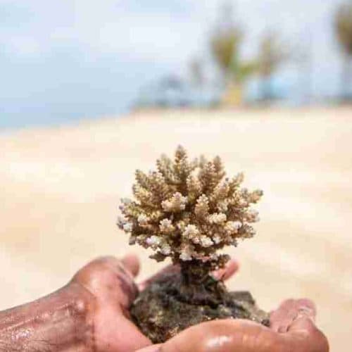 Metamorfosa: Plant and grow your own coral, and help reforest the oceans