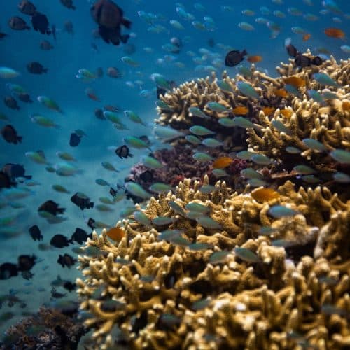 Diving & snorkeling: Become a fish in the sea with our divemasters in Sumberkima Bay