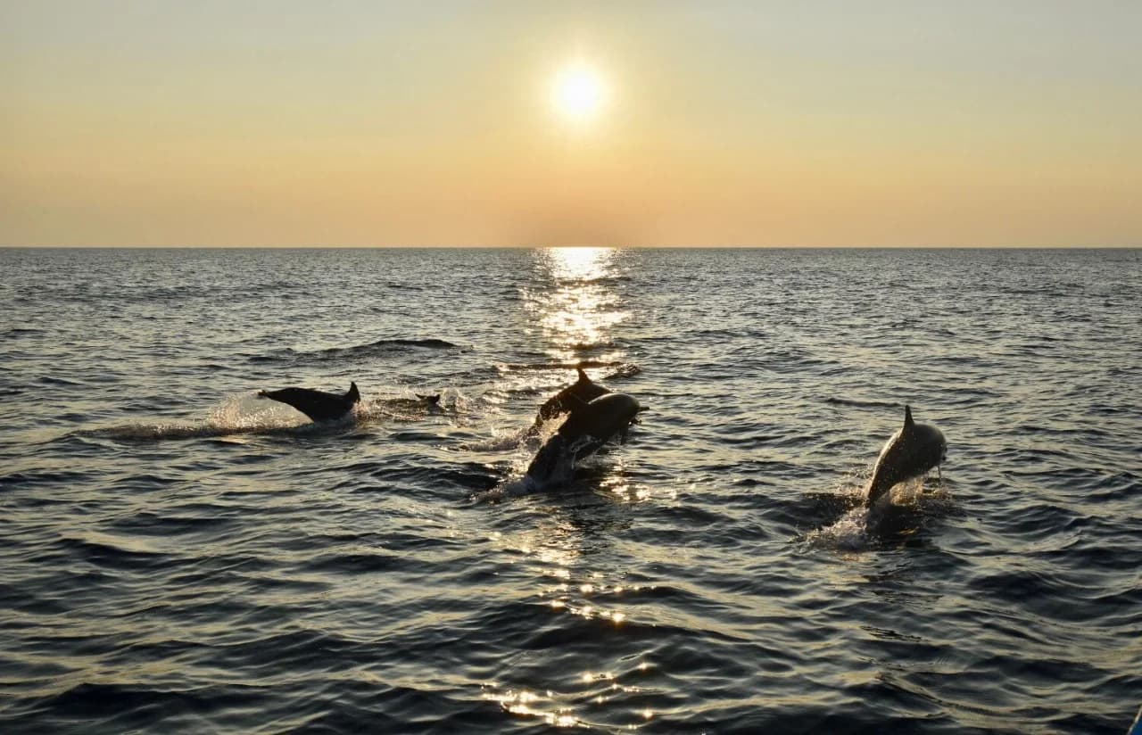 Dolphin Tour: Meet wild dolphins at sunrise