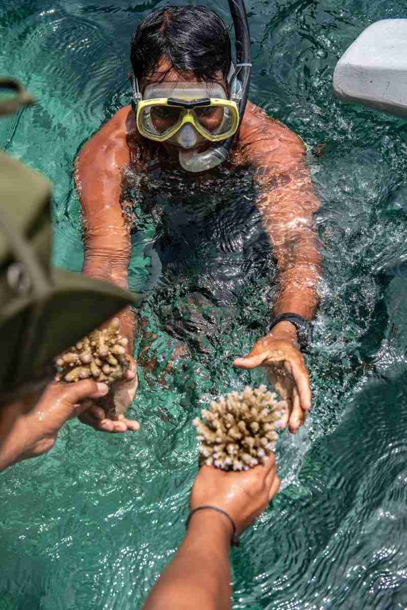 Een teamlid van Metamorfosa plant koraal in de Baai van Sumberkima
